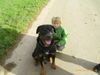 Rottweiler Foto (ID 18866) Rottweiler Hund