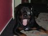 Rottweiler Foto: Oh man, bin ich aber heute wieder müde! (ID 18919) Rottweiler Hund