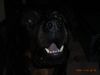 Rottweiler Foto (ID 19375) Rottweiler Hund