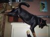 Rottweiler Foto (ID 19374) Rottweiler Hund