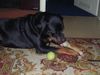 Rottweiler Foto (ID 19373) Rottweiler Hund