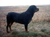 Rottweiler Foto: Hallo das ist Rocky aus Chemnitz (ID 28350) Rottweiler Hund
