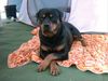 Rottweiler Foto: Hallo aus Chemnitz (ID 28408) Rottweiler Hund