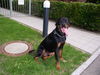 Rottweiler Foto: Bruno 18 Mon (ID 33879) Rottweiler Hund