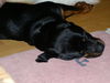 Rottweiler Foto: Bruno 18 Mon (ID 33880) Rottweiler Hund