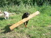 Rottweiler Foto: Apollo (ID 39616) Rottweiler Hund