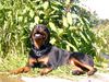 Rottweiler Foto: Sonnenbad (ID 14240) Rottweiler Hund