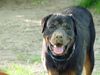 Rottweiler Foto: Tino, das Sandmonster aus Augsburg (ID 14864) Rottweiler Hund