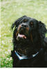 Rottweiler Foto: Bay (ID 35441) Rottweiler Hund