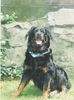 Rottweiler Foto: Bay (ID 35442) Rottweiler Hund