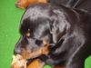 Rottweiler Foto: ich liebe meinen Knochen! (ID 15519) Rottweiler Hund