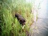 Rottweiler Foto: Mein Hund Joy 5Jahre jung (ID 7812) Rottweiler Hund