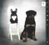 Rottweiler Foto: Wir beide sind Freunde (ID 3526) Rottweiler Hund