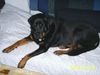 Rottweiler Foto: Unsere Sheila (ID 16987) Rottweiler Hund