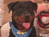 Rottweiler Hund