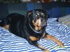 Rottweiler Foto: Sorajas Lieblingsplatz (ID 18037) Rottweiler Hund