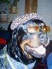 Rottweiler Foto: Spike - Der Cooolman (ID 18036) Rottweiler Hund