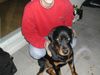 Rottweiler Foto: Mein Rottweiler Spike der beste Hund der Welt (ID 4264) Rottweiler Hund