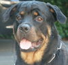 Rottweiler Foto: isser süss (ID 32635) Rottweiler Hund