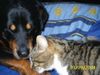 Rottweiler Foto: Soraja + unsere Kampfkatze (ID 16154) Rottweiler Hund