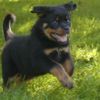 Rottweiler Foto: smiley (ID 19013) Rottweiler Hund