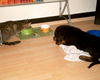 Rottweiler Foto: Gibt die Katze mir wohl was ab? (ID 27985) Rottweiler Hund