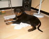 Rottweiler Foto: Teddy mit 13 Wochen. (ID 27986) Rottweiler Hund
