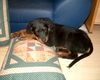 Rottweiler Foto: Teddy mit seinem Kuschelkissen (ID 27987) Rottweiler Hund