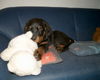 Rottweiler Foto: Teddy mit seinem Teddybär (ID 27988) Rottweiler Hund