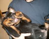 Rottweiler Foto: Wie lange er mich wohl noch auf den Arm nehmen kann? (ID 27989) Rottweiler Hund