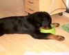 Rottweiler Foto: Napf festhalten, damit Frauchen nicht merkt, dass ich Katzenfutter fresse... (ID 27990) Rottweiler Hund