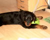 Rottweiler Foto: Oh, oh...ich wurde erwischt... (ID 27991) Rottweiler Hund