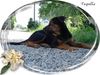 Rottweiler Foto: Der kleine on Tour (ID 5961) Rottweiler Hund