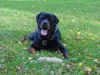 Rottweiler Foto: Grins! (ID 16281) Rottweiler Hund