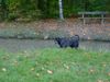 Rottweiler Foto: meine Beißwurst muss überallhin mit! (Tino 14 Monate) (ID 15521) Rottweiler Hund
