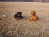 Rottweiler Foto: Valentino&Buffi (ID 12398) Rottweiler Hund