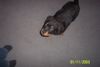 Rottweiler Foto: Valentino-schwarzer Herzensbrecher (ID 12396) Rottweiler Hund