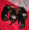 Rottweiler Foto: A-Wurf de Chevalier (ID 32147) Rottweiler Hund