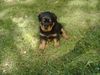Rottweiler Foto: Das ist die Tochter von meinem Benny (ID 17514) Rottweiler Hund