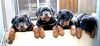 Rottweiler Foto: Erster Wurf von der Hansestadt Bremen im Alter von 6 Wochen (ID 20192) Rottweiler Hund