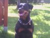 Rottweiler Foto: Xena (ID 11966) Rottweiler Hund