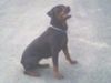 Rottweiler Foto: Rottweiler Xena, 2 1/2 Jahre (ID 10470) Rottweiler Hund