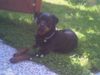 Rottweiler Foto: Xena (ID 11968) Rottweiler Hund
