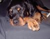 Rottweiler Foto: Rambo bei seiner liebilings beschäftigung (: (ID 15241) Rottweiler Hund