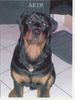 Rottweiler Foto: Mein Scheisserl (ID 20303) Rottweiler Hund