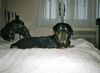 Rottweiler Foto: Bandito (ID 10856) Rottweiler Hund