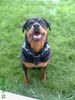 Rottweiler Foto: Puma (ID 38677) Rottweiler Hund