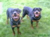 Rottweiler Foto: Puma (ID 38678) Rottweiler Hund