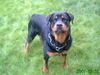 Rottweiler Foto: Puma (ID 38676) Rottweiler Hund
