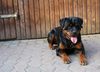 Rottweiler Foto: Bogart von den Nibelungen 22 Monate jung (ID 36764) Rottweiler Hund